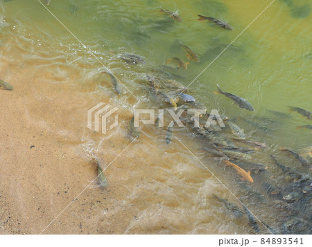 御笠川を上るたくさんのコイ 福岡県太宰府市通古賀 御笠川を上るたくさんのコイ 福岡県太宰府市通古賀 84893541