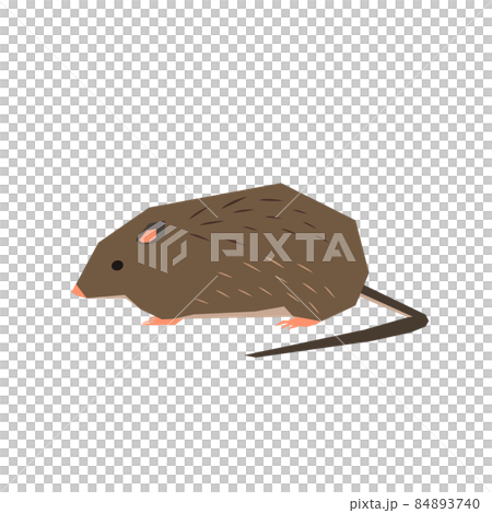 トクノシマトゲネズミのイラスト 84893740