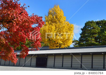 錦秋快晴の朝に歩く広々とした京都御苑の紅葉が素晴らしい 84893764