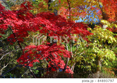 埼玉県比企郡吉見町大字御所　岩殿山安楽寺吉見観音境内の紅葉 84893797