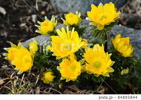 明るい福寿草 84893844