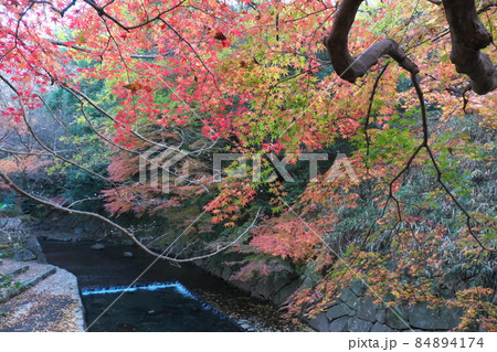 川沿いの紅葉 84894174
