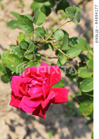 クライスラー インペリアル・バラの花 84894177