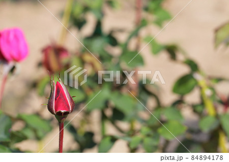 ベルナールビュッフェ・バラの花の蕾 84894178