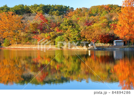埼玉県比企郡吉見町黒岩　八丁湖公園八丁湖の紅葉の水鏡 84894286