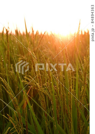 越後平野と朝焼け（新潟県） 84894363