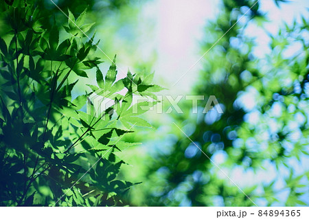 初夏の森の輝きを愛でる 84894365
