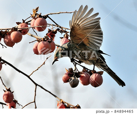 残り柿・ヒヨドリ06 残り柿・ヒヨドリ06 84894465