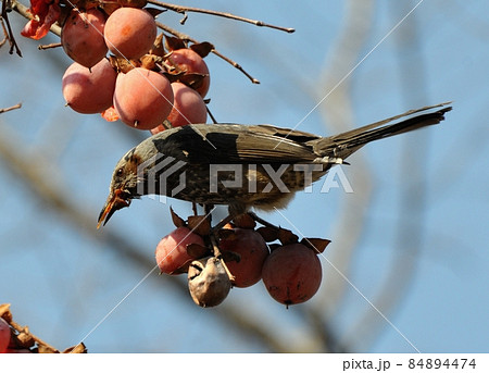 残り柿・ヒヨドリ01 84894474