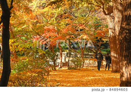 東京都千代田区紀尾井町 清水谷公園 紅葉 東京都千代田区紀尾井町 清水谷公園 紅葉 84894603