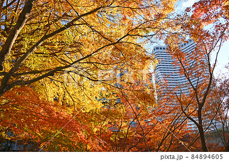 東京都千代田区紀尾井町 清水谷公園 紅葉 東京都千代田区紀尾井町 清水谷公園 紅葉 84894605