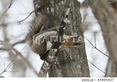 エゾリス水分補給 エゾリス水分補給 84894837