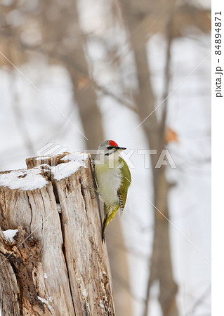 振り向くヤマゲラ 振り向くヤマゲラ 84894871