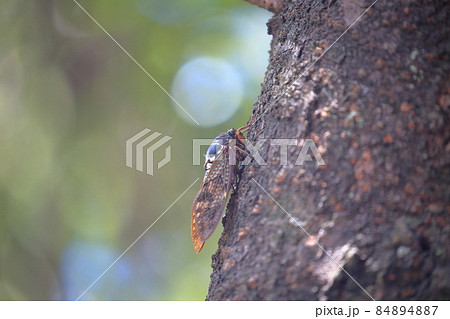 夏を象徴する昆虫 アブラゼミ 夏を象徴する昆虫 アブラゼミ 84894887