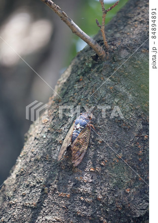夏を象徴する昆虫 アブラゼミ 夏を象徴する昆虫 アブラゼミ 84894891