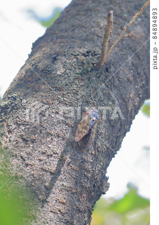 夏の昆虫 アブラゼミ 夏の昆虫 アブラゼミ 84894893