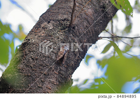 夏を象徴する昆虫 アブラゼミ 夏を象徴する昆虫 アブラゼミ 84894895