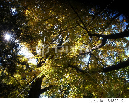 イチョウの紅葉 イチョウの紅葉 84895104