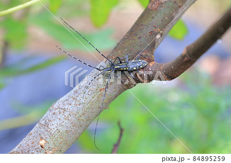 イチジクの枝　つがいのカミキリムシ 84895259