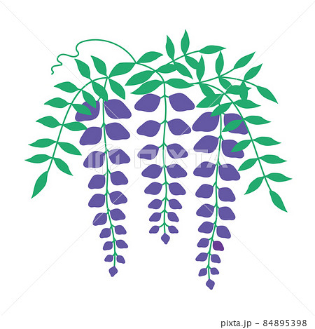 藤の花のイラスト 藤の花のイラスト 84895398