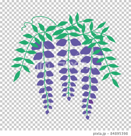 藤の花のイラスト 藤の花のイラスト 84895398