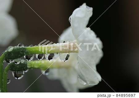 早春の庭先に咲く雨粒に濡れた水仙 早春の庭先に咲く雨粒に濡れた水仙 84895697