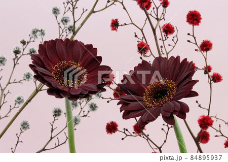 ガーベラダスクとスターリンジア 84895937