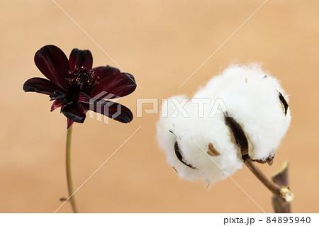 コスモスとワタ コスモスとワタ 84895940