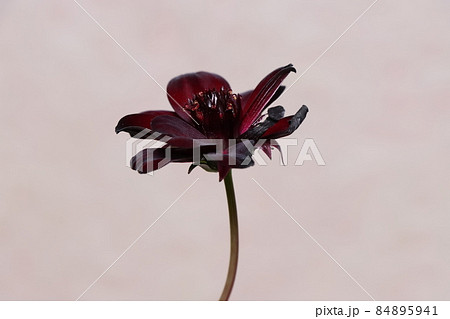 チョコレート　コスモス 84895941