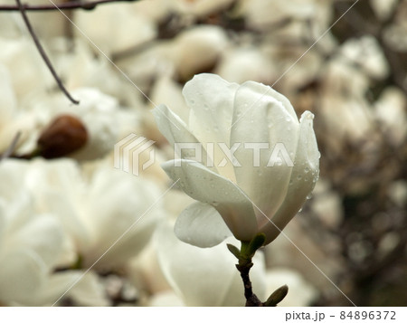 白木蓮、はくもくれん、ハクモクレン(学名 Magnolia denudata) 白木蓮、はくもくれん、ハクモクレン(学名 Magnolia denudata) 84896372