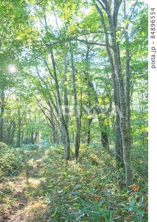 ブナの森　木漏れ日の散歩道　新緑・エコイメージ　(大山） 84896554