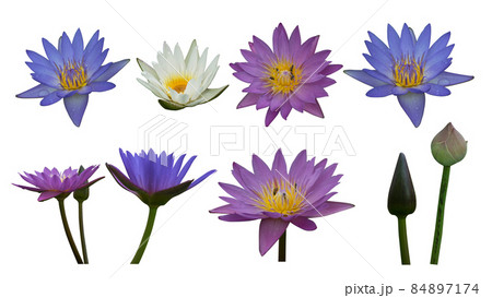 Di cut colorful lotus on white background,nature,worship Di cut colorful lotus on white background,nature,worship 84897174