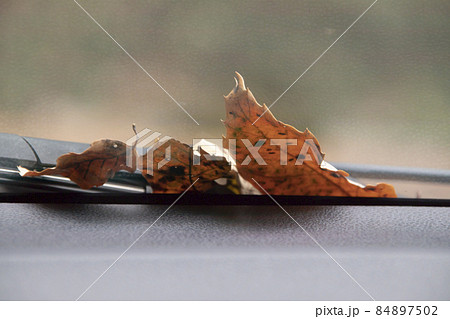 車の中から見たフロントガラスに落ちた葉っぱ 84897502