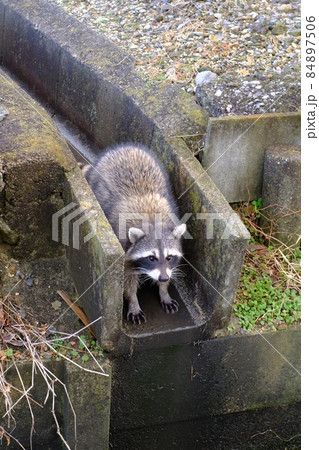 街中の工場に現れたアライグマ 84897506