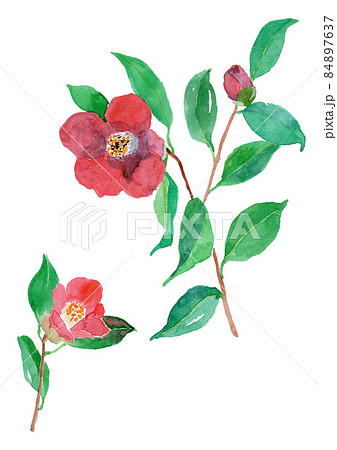 Camellia Japonica ヤブツバキの水彩イラストのイラスト素材