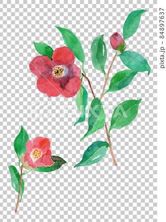 Camellia japonica ヤブツバキの水彩イラスト 84897637
