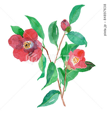 Camellia japonica ヤブツバキの水彩イラスト 84897638