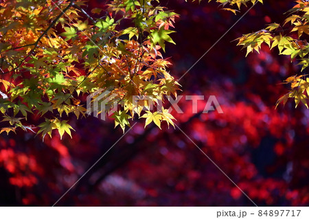 埼玉県新座市野火止　臨済宗妙心寺派金鳳山平林寺境内林の紅葉 84897717