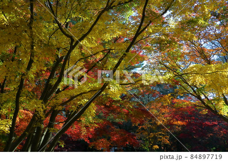 埼玉県新座市野火止　臨済宗妙心寺派金鳳山平林寺境内林の紅葉 84897719