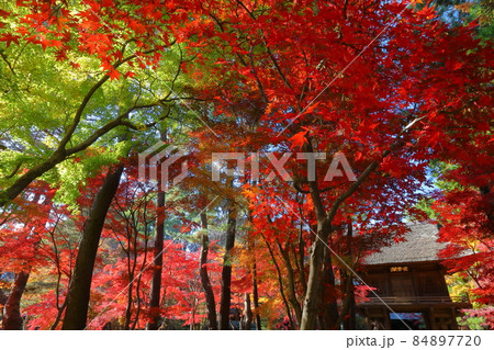 埼玉県新座市野火止　臨済宗妙心寺派金鳳山平林寺境内林の紅葉 84897720