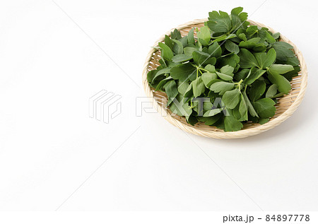 長命草（ボタンボウフウ） 84897778