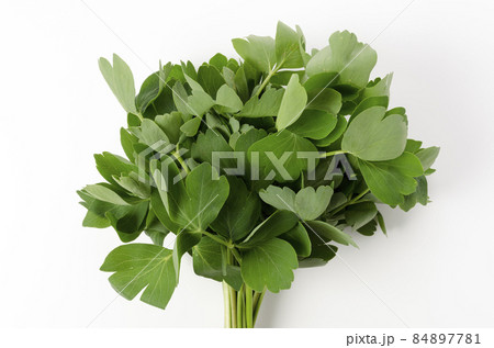 長命草(ボタンボウフウ) 長命草(ボタンボウフウ) 84897781