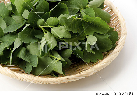 長命草(ボタンボウフウ) 長命草(ボタンボウフウ) 84897792