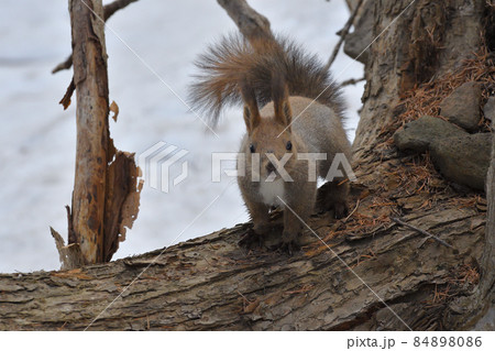 こんにちは 84898086