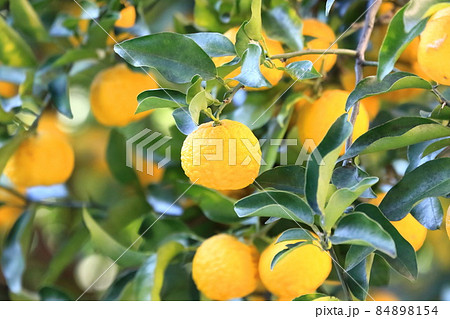 収穫間近の花柚子（ハナユズ）の実　 84898154