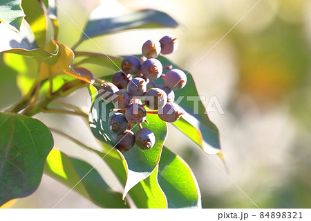 隠蓑（カクレミノ）の葉と実 84898321