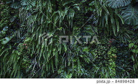 観葉植物の背景テクスチャー 観葉植物の背景テクスチャー 84898428