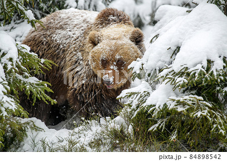 Close wild big brown bear in winter forest 84898542