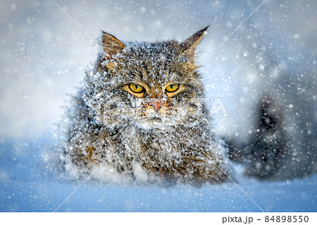 Cat walking in the snow in winterの写真素材 [84898550] - PIXTA