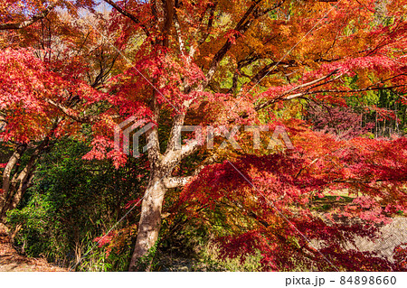（千葉県）富津市・もみじロードの紅葉 84898660